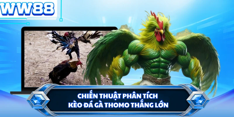 Chiến thuật phân tích kèo đá gà Thomo thắng lớn 